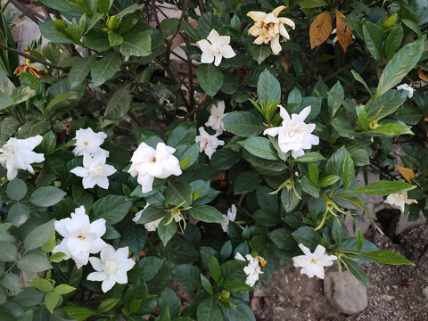 板子花背景