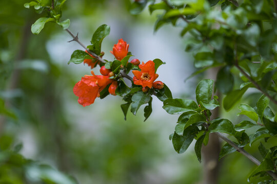 石榴花