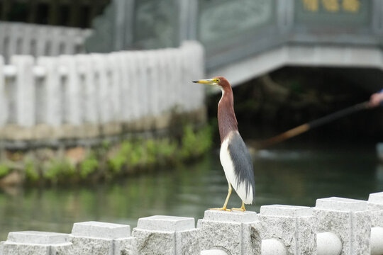 池鹭