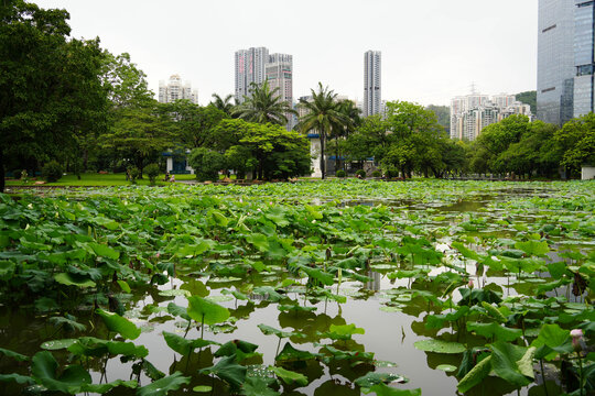 深圳洪湖公园