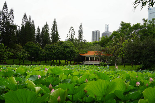 深圳洪湖公园