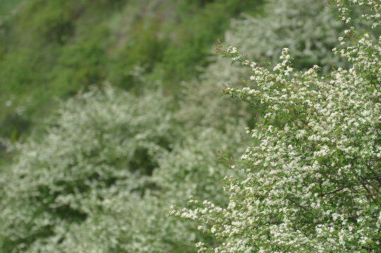 山野小白花