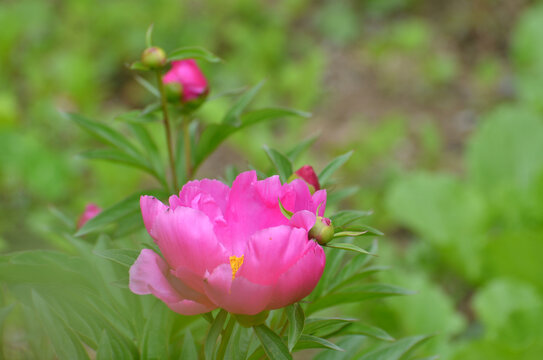 芍药