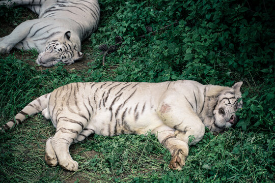 动物园里白虎的特写镜头