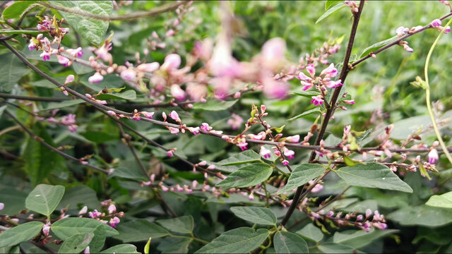 野花