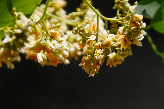 黄檀花