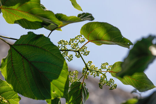 枳椇花