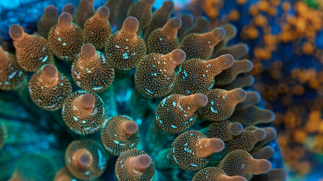 奶嘴珊瑚