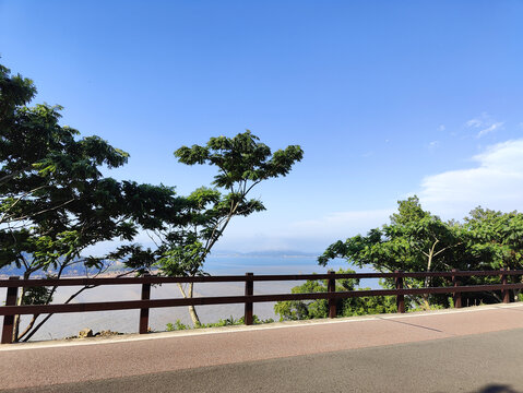 风景树海