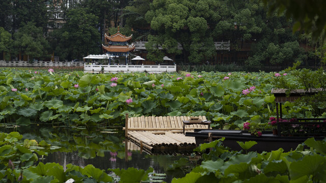 荷塘景色