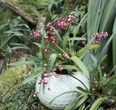 盆景植物特写