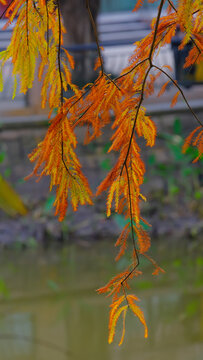 秋冬时节的落羽杉