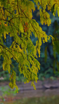 秋冬时节的落羽杉
