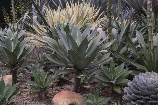 仙湖植物园沙漠植物区