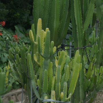 仙湖植物园沙漠植物区