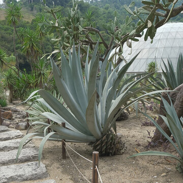 仙湖植物园沙漠植物区