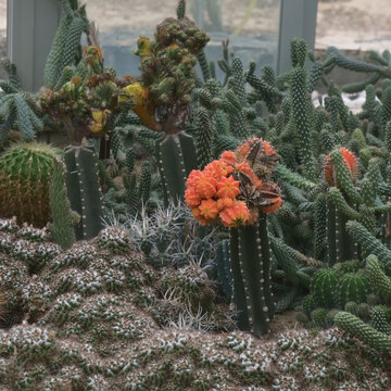 仙湖植物园沙漠植物区