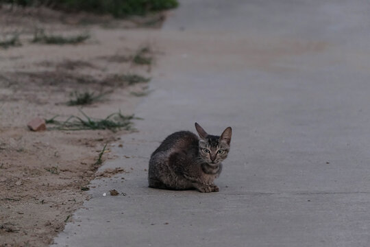 傍晚蹲在路边的小狸花猫