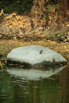 站在石头上的普通翠鸟