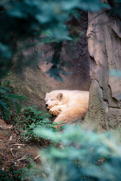 森林里睡觉的北极狐