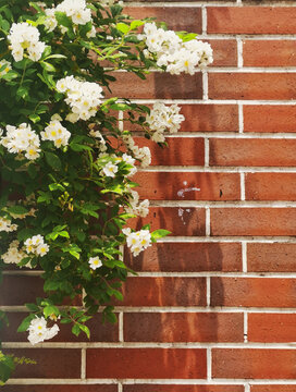 红墙外美丽的小白花