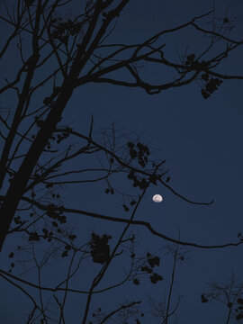 树影月亮