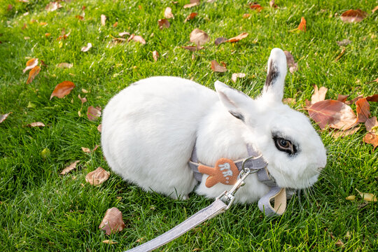 宠物小白兔