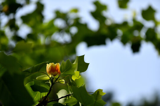 鹅掌楸树开花