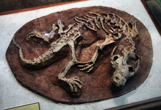 大连自然博物馆恐龙化石