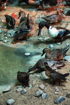 大连自然博物馆野鸭标本