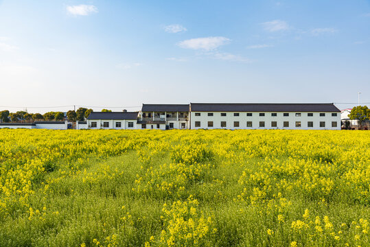 油菜花田风光