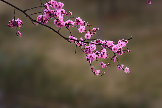 梅花