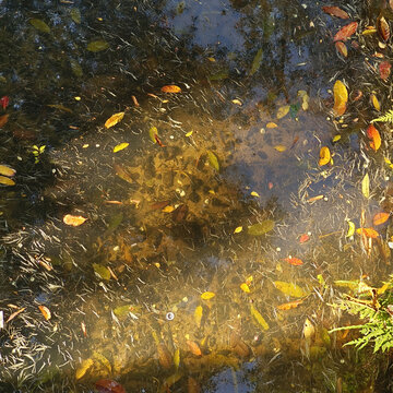 水面上的落叶