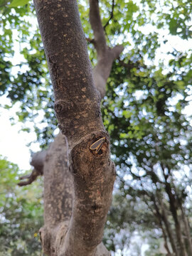 落在树上的安土苔蛾