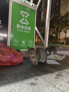 垃圾箱旁觅食的流浪猫