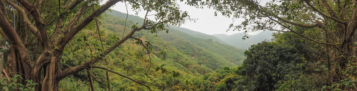 深圳塘朗山盘山道沿途景观