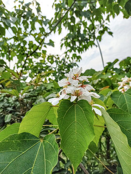 油桐花