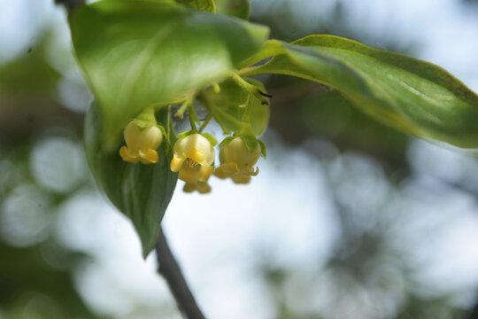 柿子开花