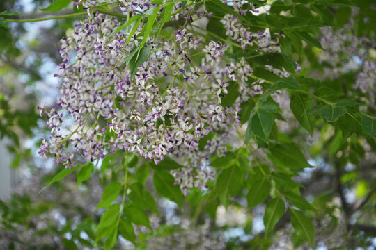 紫花树