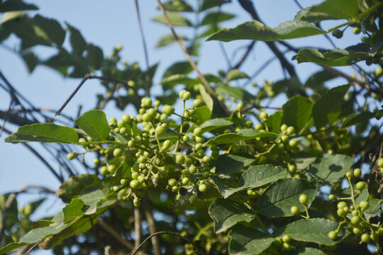 花椒