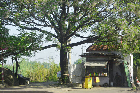 大树下的小屋