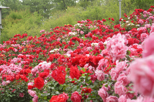 月季花丛