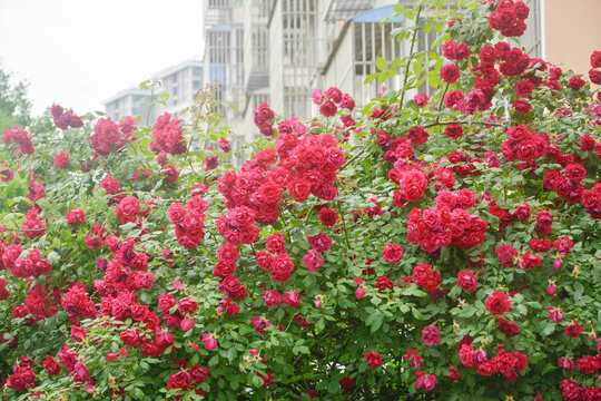 蔷薇花背景