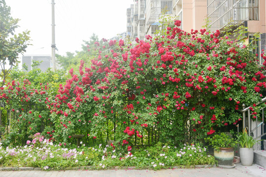 庭院花墙