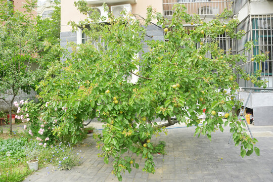 庭院杏树