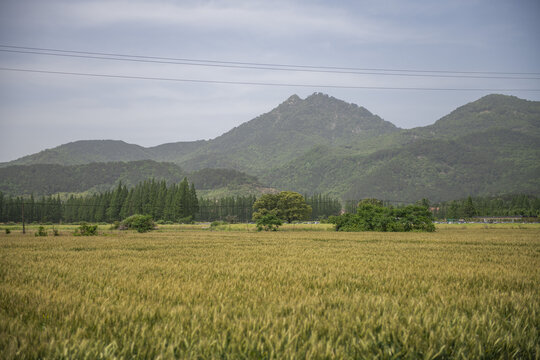 小麦