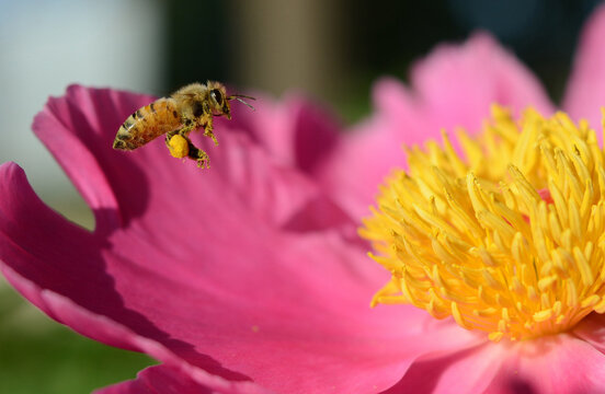 蜜蜂采蜜忙
