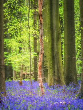 比利时布鲁塞尔蓝铃花森林