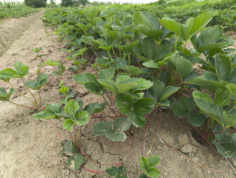 基地种植草莓