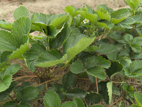 种植草莓基地